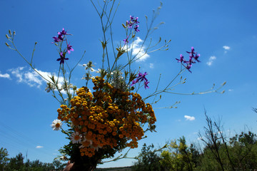 flower, sky, nature, tree, blue, spring, pink, plant, blossom, green, flowers, summer, purple, flora, bloom, beautiful, beauty, garden, leaf, branch, field, blooming, petal, white, season