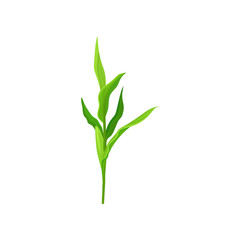 Fototapeta na wymiar Green corn stalk vector Illustration on a white background
