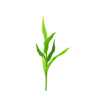 Green corn stalk vector Illustration on a white background