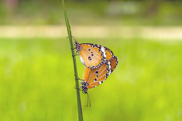 Close up Common Tiger butterfly (Danaus genutia) hybridize on green leaf