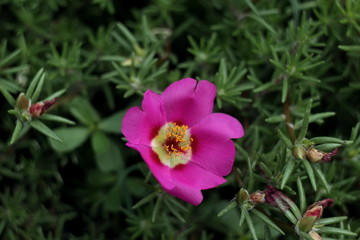 Fototapeta premium purple flowers in macro