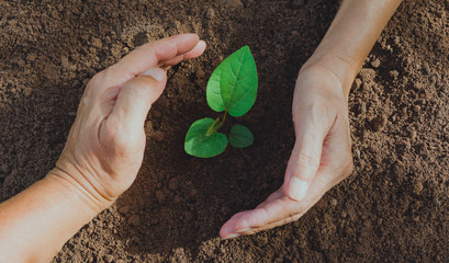 Hand protecting a green young plant with growing in the soil on nature background.