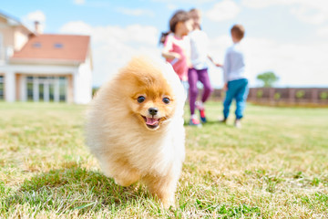 Portrait of cute fluffy puppy running towards camera on green lawn with children playing in background, copy space