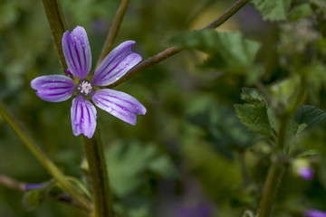 The purple flower in the green grass