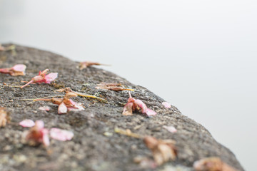 The flowers are fading away on rocks and mist.