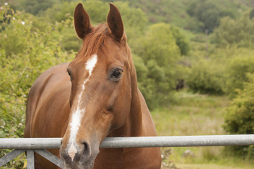 Naklejka premium A beautiful horse, looking over a gate.