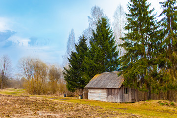 Old wooden shed among firtrees and birches. Belarusian springtime in the countryside. Blues sky in the background. Cold Belarusian spring in the rural area