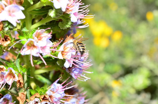 Binen Bilder Durchsuchen 46 Archivfotos, und Videos