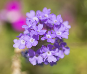 Fototapeta na wymiar Closeup of a purple Elizabeth Earle flowers in ornamental garden