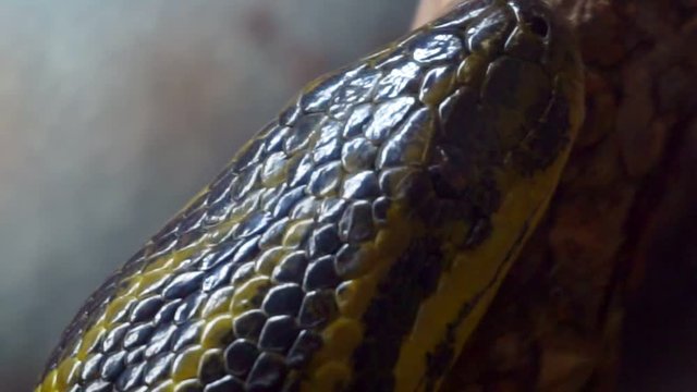 Portrait of a yellow anaconda close-up