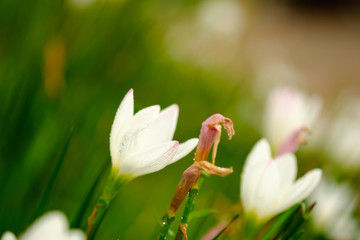 white zephyrlily and blur background