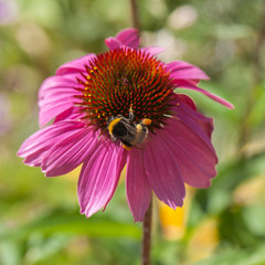 Bourdon sur rudbeckia