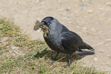 Jackdaw gathering nesting material