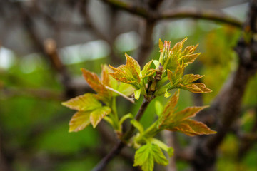 spring maple