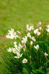 white zephyrlily and blur background