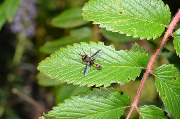 Fototapeta premium Teneriffa 2018