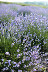 Fototapeta na wymiar beautiful purple lavender flowers in field at countryside
