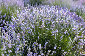 Obraz premium beautiful violet lavender flowers in field