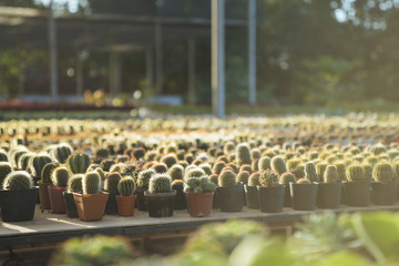 Group of cactus with morning light
