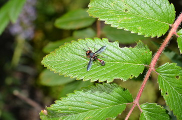 Fototapeta premium Teneriffa 2018