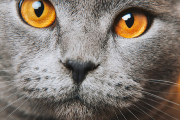 Grey gray Cat yellow eyes macro photo. Cat face close up. British fold.