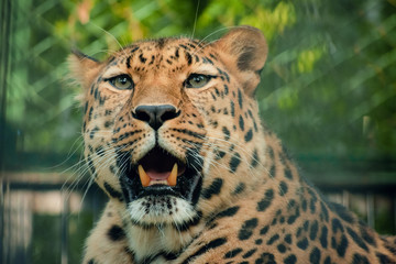 Portrait of a leopard with an open mouth