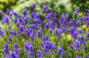Only lavender in focus