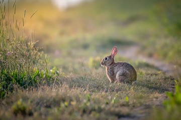 Petit lapin sur le bord du chemin © Yann JEGARD