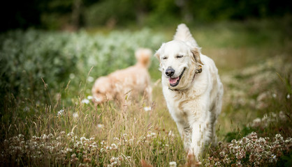 The Golden Retriever