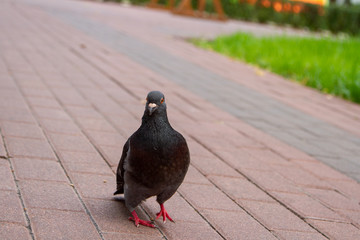 A curious pigeon walks along the path, peering into the camera lens.