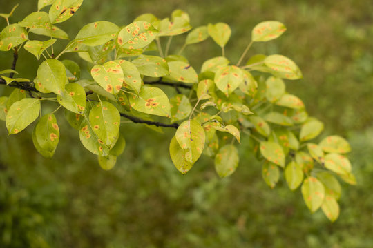Disease of leaves - rust on the pear.