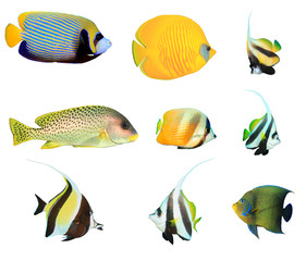 Tropical fish collection isolated. Emperor Angelfish, Blue-cheek Butterflyfish, Bannerfish,...