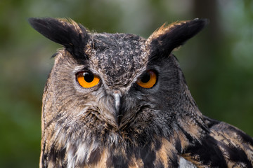 Portrait of an eagle-owl (bubo bubo) staring at the photographer