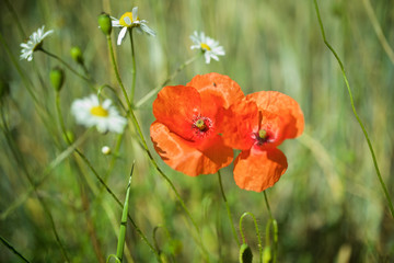 Obraz premium Klatschmohn in Sommerwiese, Hintergrund Mohnblume Bokeh