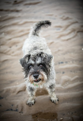 Schnauzer on the Beach
