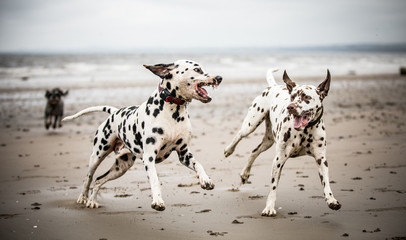 Dogs on the Beach