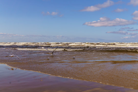 Fototapeta a windy day on the shore of the Gulf of Riga .Jurmala, Latvia -august, 2017.
