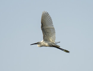 Obraz premium Little egret wild bird in flight