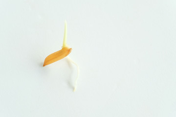 rice seed germinate on white background