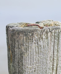 Clou rouillé sur bois