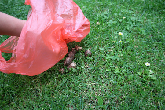 Picking Up, Gathering, Cleaning, Dogs Excrement Poo With A Plastic Bag.