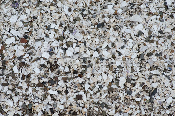 Closeup of white shells along midden beach