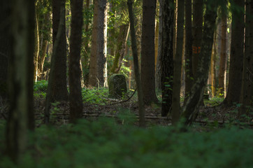 alter Grenzstein im Wald
