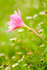 pink zephyrlily and blur background