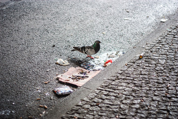Pigeon searching for food in the garbage on the streets of Berlin, Germany, as a symbol of environmental problem