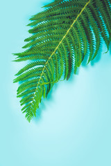 Single leaf of fern on pastel blue background. Top view, isolated with copy space. Summer.