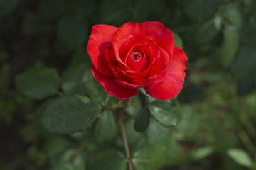bright orange rose blooms in the garden