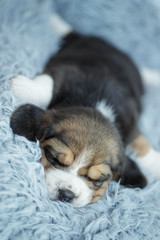 Puppy dog Beagle
