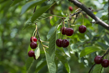 Juicy and ripe cherry berries hang on a tree