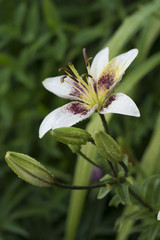 White with burgundy lilies blooming in the garden